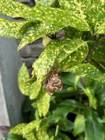 IMG_6162
