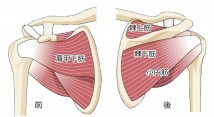 articular_26