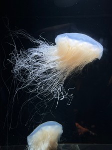 IMG_8470